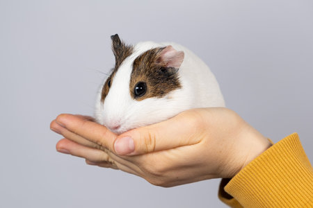 A cute little guinea pig in the hands of a woman on a gray background. Love and care of pets.