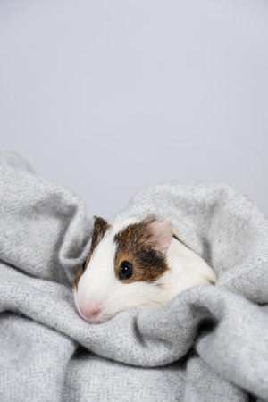 A small white guinea pig in a soft gray blanket. Comfort and care for pet rodents.の写真素材