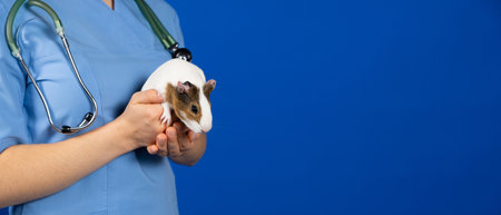 A small guinea pig in the hands of a veterinarian on a blue background, banner with place for textの写真素材