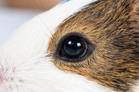 The look of a small two-month-old guinea pig. Guinea pig face, close-up eyeの写真素材