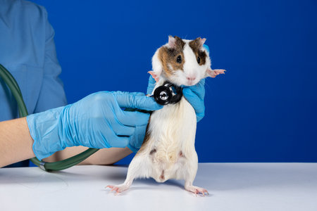 The veterinarian examines the heart and lungs of a guinea pig with a stethoscope.の写真素材
