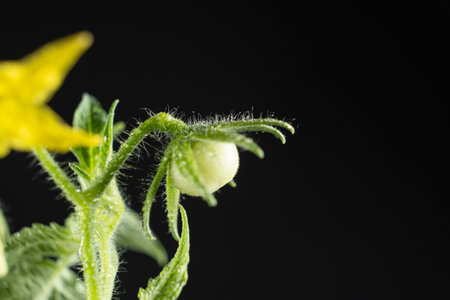 Growing tomatoes from seeds, step by step. Step 11 - First Flowers and First Tomatoの写真素材