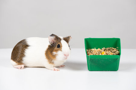 A small guinea pig and a feeder with food on a white background. Food for guinea pigsの写真素材