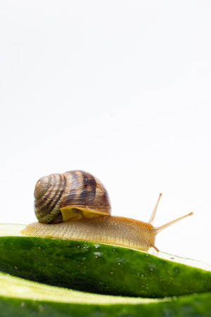 Large grape garden snail Helix pomatia sits and eats cucumber. A place for text on a white background.の写真素材