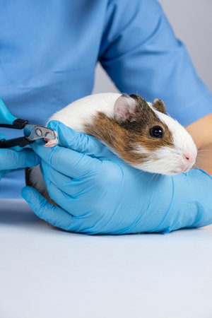 A veterinarian cuts the claws of a small guinea pig with a claw