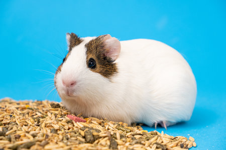 A small guinea pig sits near the feed on a blue background.の写真素材