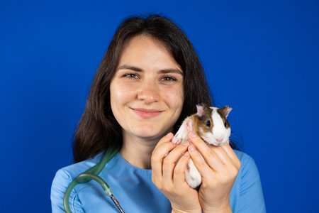 A small guinea pig in the hands of a veterinarian on a blue background.の写真素材