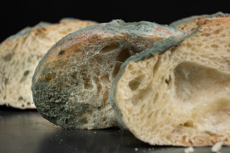 Mold on bread on a black background close-up. The danger of mold, stale products.