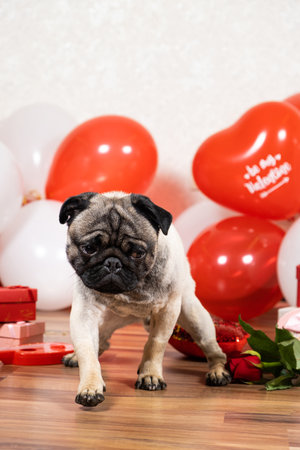 A sad pug celebrates Valentines Day alone. Unrequited Love, a Celebration of Love and a Dog.の写真素材