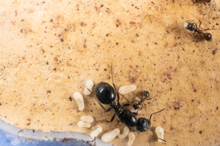 Ant queen and worker ants reaper, ant eggs on a plaster platform of an acrylic ant farmの写真素材