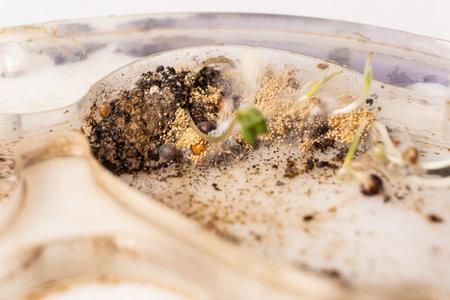 Mold and sprouted grains in an acrylic ant farm. Improper care of harvester ants, excessive humidityの写真素材
