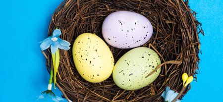 Three quail Easter eggs in the nest on a blue background, viewed from above. Easter Concept