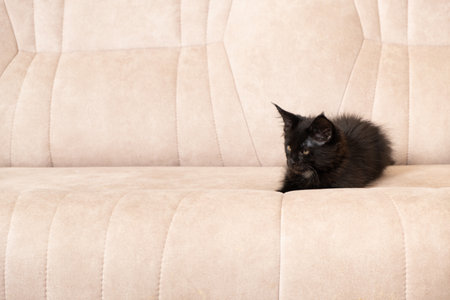 Little black maine coon kitten lying on a beige couch, space for textの写真素材