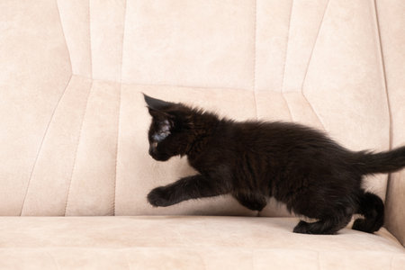 Little black Maine coon kitten running on a beige couchの写真素材