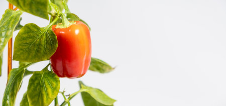 Small red pepper on the branch on a white background, copy space for text, gardeningの写真素材