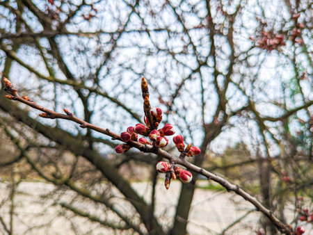 Flowering apricot tree, ungrown buds in early spring.