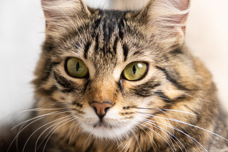 Portrait of a fluffy young tabby cat with yellow-green eyes looking at the camera, a cat's gazeの写真素材