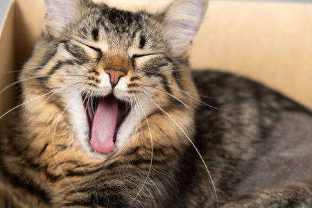 Funny tabby kitten yawns with his mouth open while sitting in a cardboard boxの写真素材