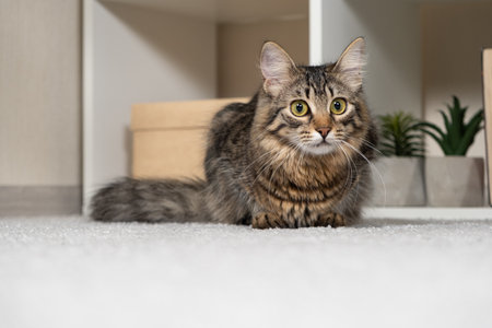 Portrait of a young curious domestic cat looking towards at home, place for text