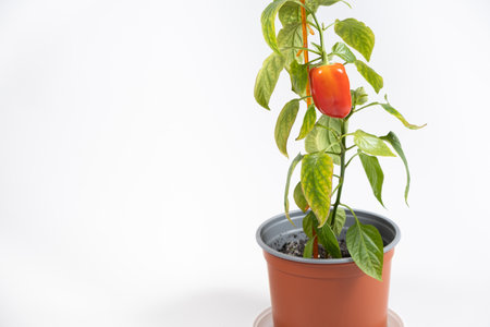 Small red pepper on the branch on a white background, copy space for text, gardening.の写真素材