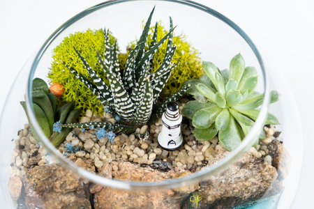 Florarium in a glass vase with haworthia, pachyphytum and other succulents.の写真素材