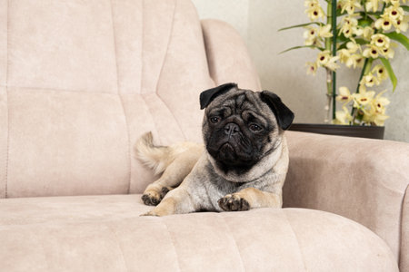 A funny one-year-old pug lies on a light beige sofa, a place for text. Purebred small dogs, pet shop.の写真素材