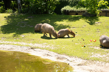 A family of capybaras eat vegetables on the lawn near the pond.の写真素材