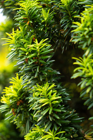 Branches of yew berry close-up. Family Yew, order Pine.の写真素材