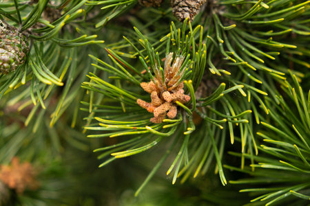 Young cone on pine branch close-up.
