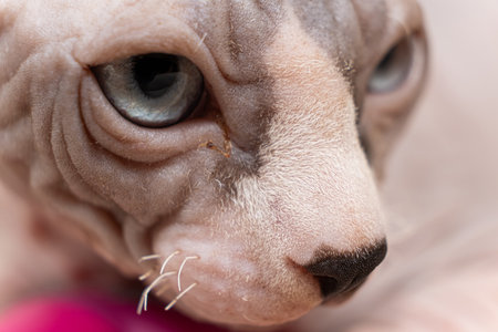 Short sparse mustache and hairless muzzle of a bald little kitten of the Canadian Sphynx breed, blue eyesの写真素材