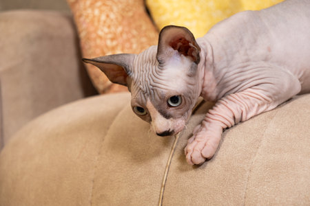 Portrait of a Canadian sphinx 2-3 months old lying on a couch. Caring for hairless cats.の写真素材