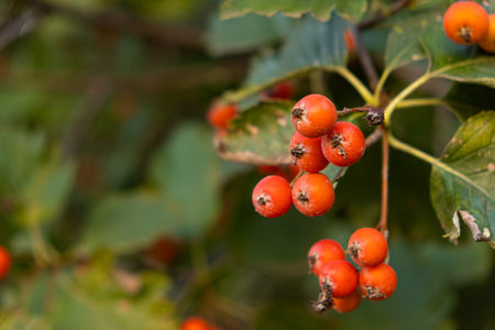 Scandinavian rowan berry on a tree close-up