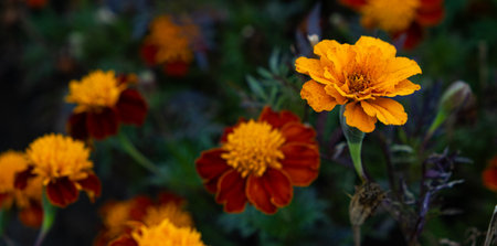 Marigolds are orange and yellow autumn flowers of the Asteraceae family, Tagetes patula.の写真素材
