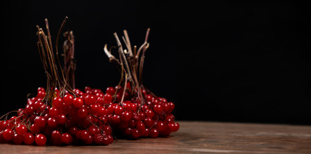 A bunch of ripe viburnum berries on a black background close-up, space for text.の写真素材