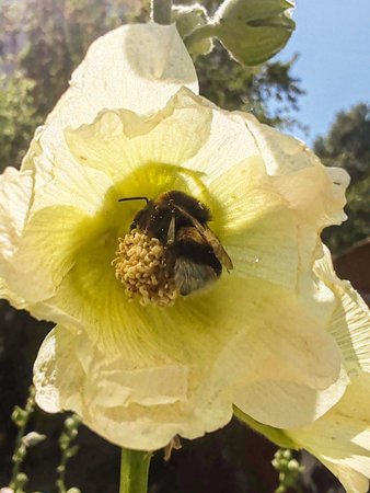 Bumblebee inside yellow mallow flower, pollination.