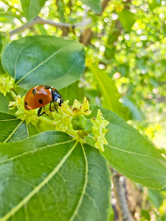 Dessert jujube, flowering tree in summer. Ladybug on a treeの写真素材