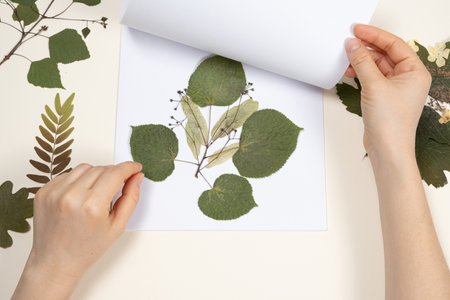 Hands holding a dried linden leaves and flowers, making a herbarium.の写真素材