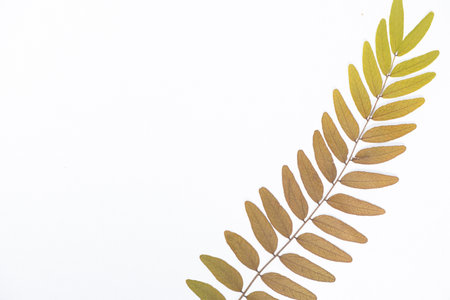Dried Gleditsia honey locust branch, white background top view.