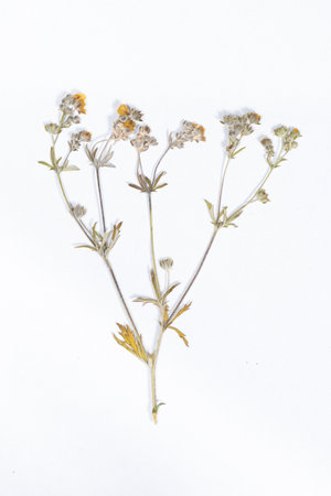 Herbarium, dried, caustic buttercup on a white background, top viewの写真素材