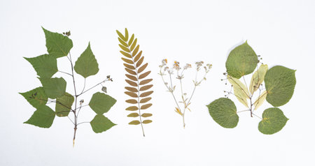 Collection of dried plants, herbarium, white background, top view.の写真素材
