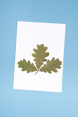 Dried oak branch herbarium on white blue background top view.の写真素材