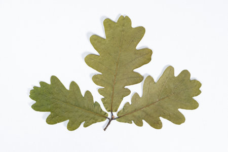 Dried oak tree leaves, herbarium on white background, top view.