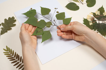 Hands holding a dried birch leaves making a herbarium.の写真素材