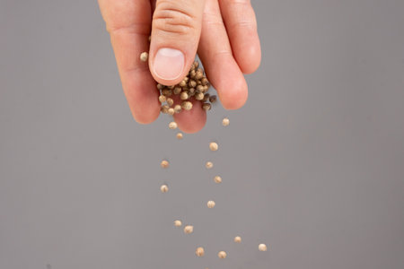 Hand pouring coriander seeds seasoning on a gray background.の写真素材