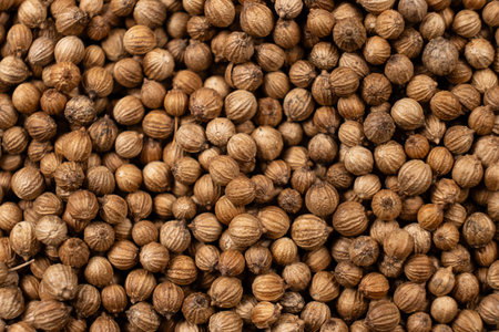 Coriander grains macro top viewの写真素材