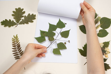 Hands holding a dried birch leaves making a herbarium.の写真素材