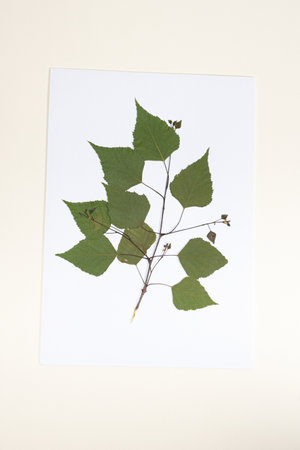 Dried birch tree leaves, herbarium on beige background, top view