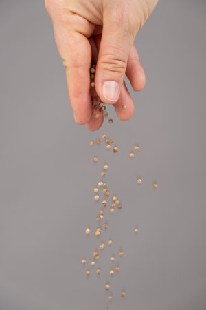 Hand pouring coriander seeds seasoning on a gray backgroundの写真素材