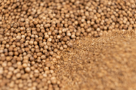 Coriander grains whole and ground natural seasoningの写真素材