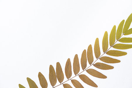 Dried Gleditsia honey locust branch, white background top view.の写真素材